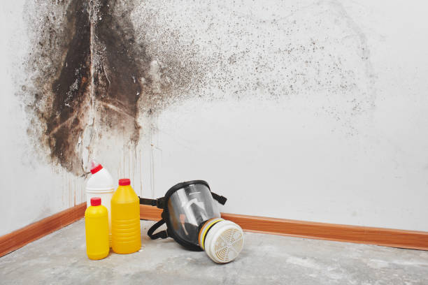 Best Basement Mold Remediation in Farrell, PA